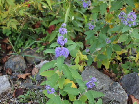 Caryopteris incan