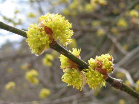 Lindera obtusiloba