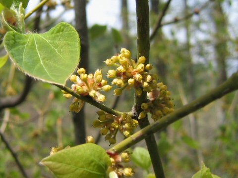 Lindera obtusiloba