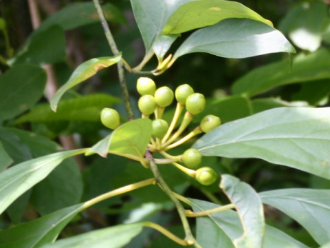 Lindera obtusiloba