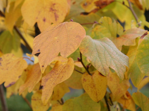 Lindera obtusiloba