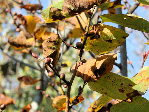 Lindera obtusiloba