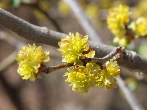 Lindera obtusiloba