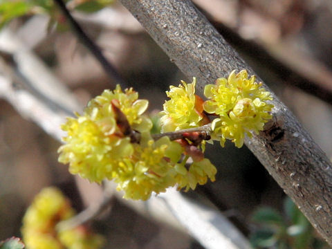 Lindera obtusiloba