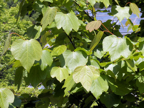 Lindera obtusiloba