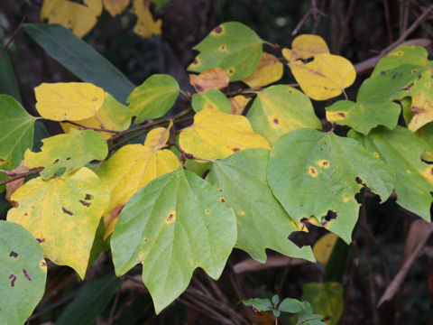 Lindera obtusiloba