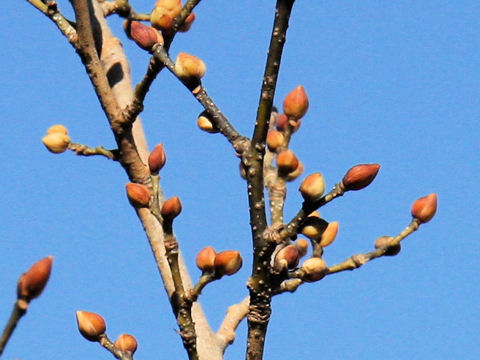 Lindera obtusiloba