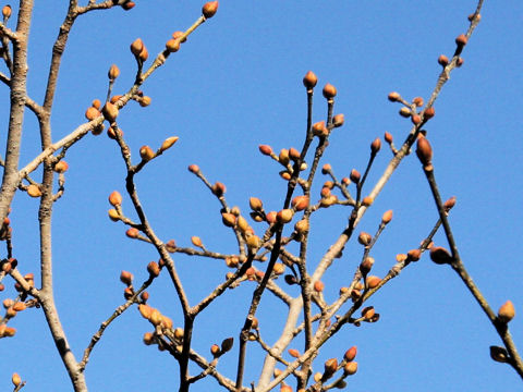 Lindera obtusiloba