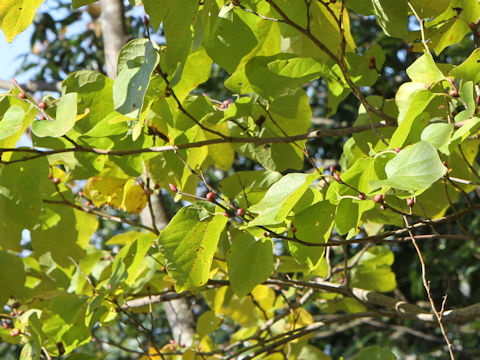 Lindera obtusiloba