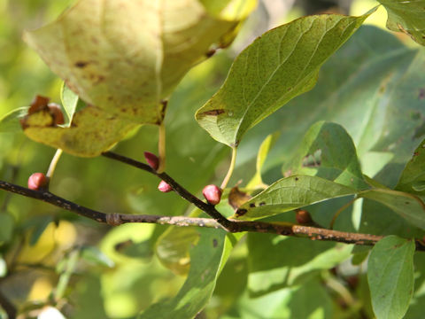 Lindera obtusiloba