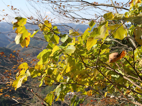 Lindera obtusiloba