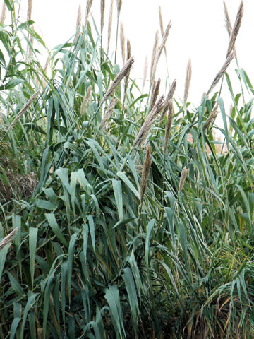 Arundo donax