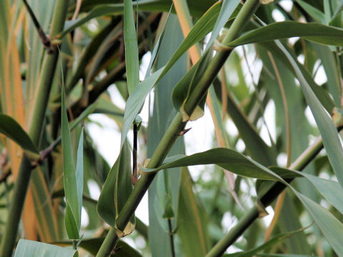 Arundo donax