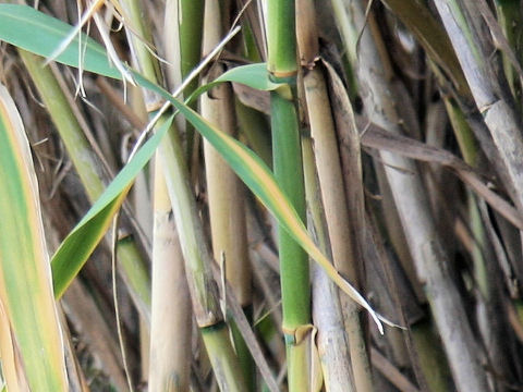 Arundo donax