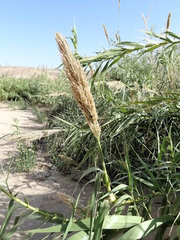 Arundo donax