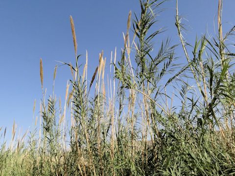 Arundo donax