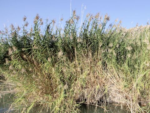 Arundo donax