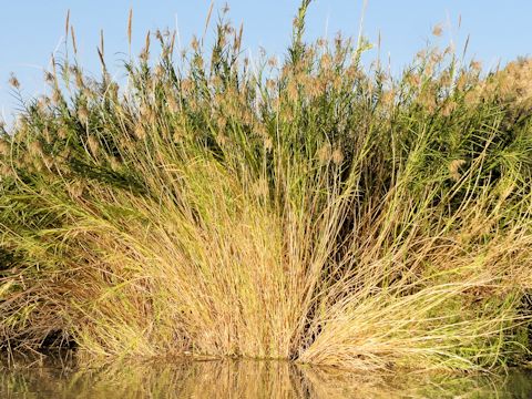 Arundo donax