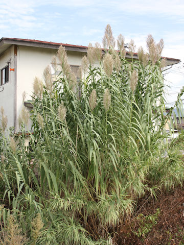 Arundo donax