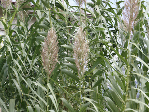 Arundo donax