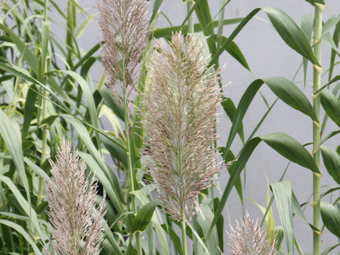 Arundo donax