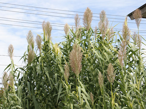 Arundo donax