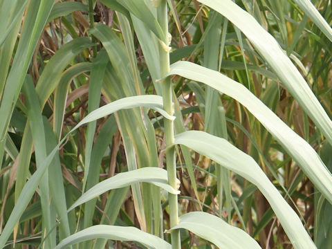 Arundo donax