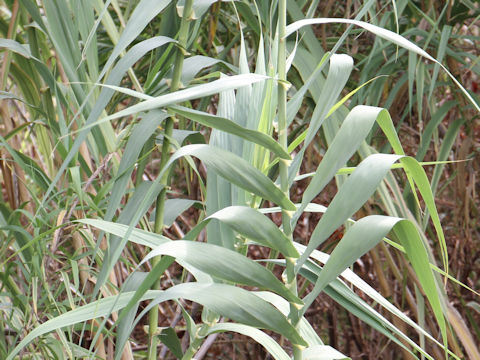 Arundo donax