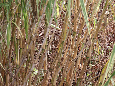 Arundo donax