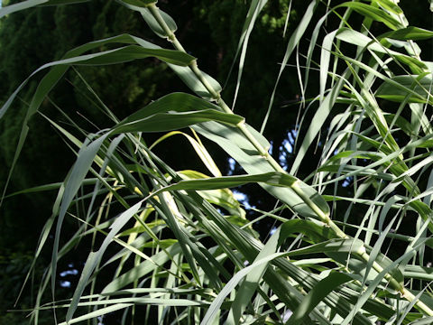 Arundo donax