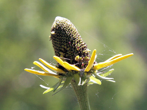 Dracopis amplexicaulis