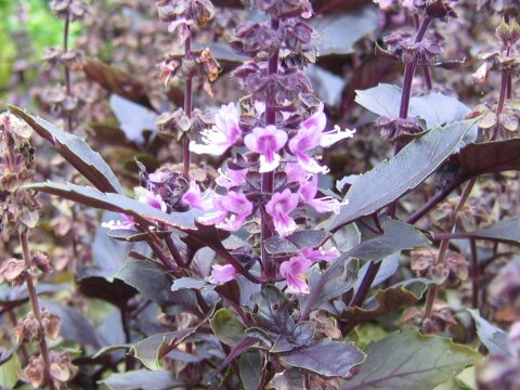 Ocimum basilicum cv. Purpurascens