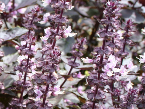 Ocimum basilicum cv. Purpurascens