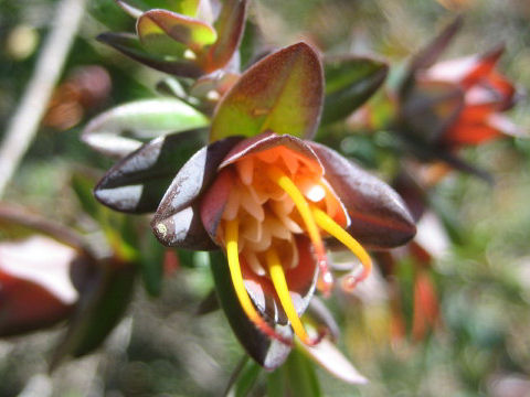 Darwinia citriodora