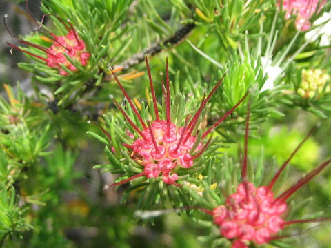 Darwinia fascicularis