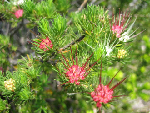 Darwinia fascicularis