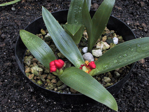 Daubenya coccinea