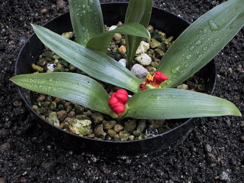 Daubenya coccinea