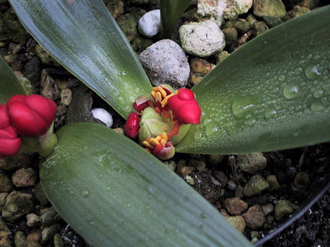 Daubenya coccinea