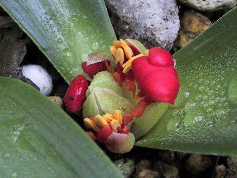 Daubenya coccinea