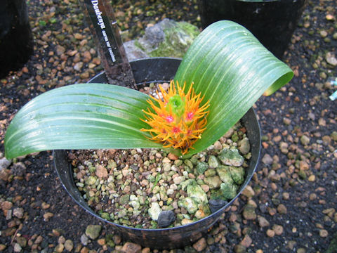 Daubenya marginata