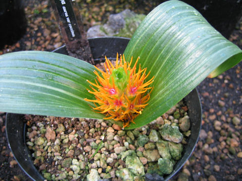 Daubenya marginata