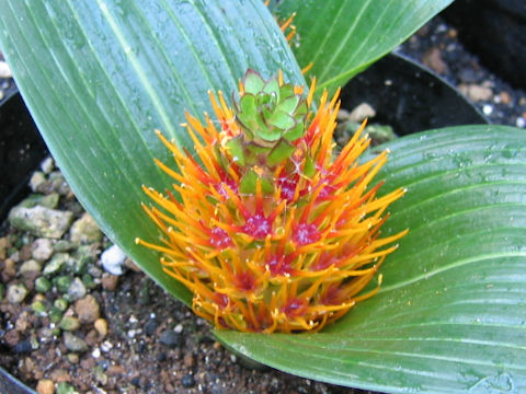 Daubenya marginata