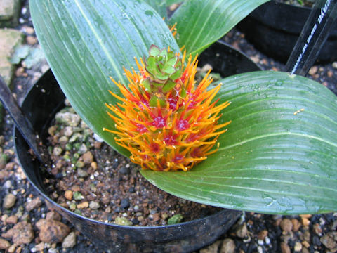 Daubenya marginata