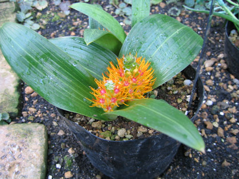 Daubenya marginata