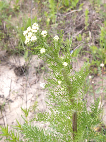 Daucus pusillus