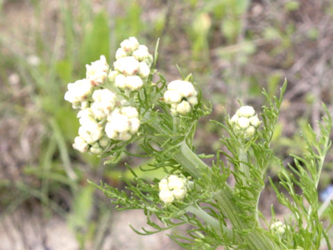 Daucus pusillus