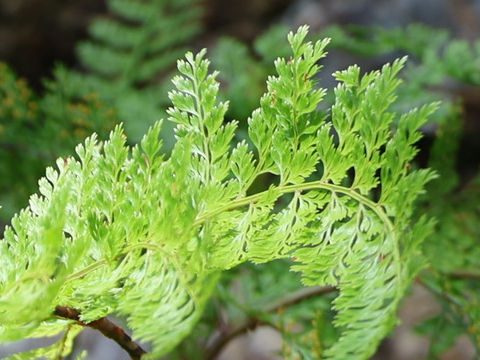 Davallia perdurans