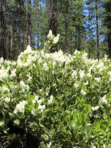 Ceanothus integerrimus