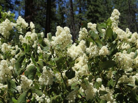 Ceanothus integerrimus